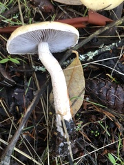 Stropharia ambigua