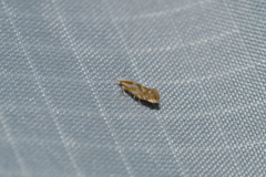 Argyresthia canadensis