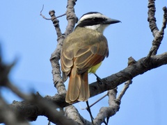 Pitangus sulphuratus