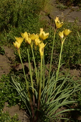 Zephyranthes araucana