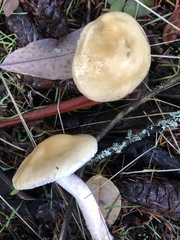 Stropharia ambigua