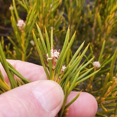 Orites acicularis