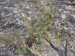 Stylosanthes