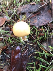Stropharia ambigua