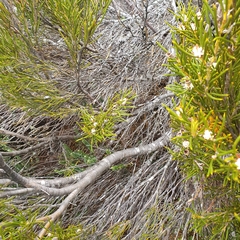 Orites acicularis