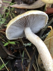 Stropharia ambigua