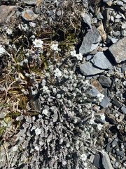 Leucogenes grandiceps