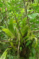 Aechmea angustifolia