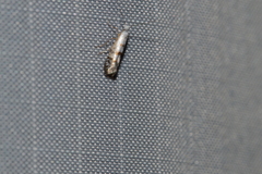 Argyresthia thuiella