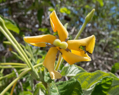 Tocoyena formosa