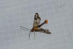 Synanthedon acerni