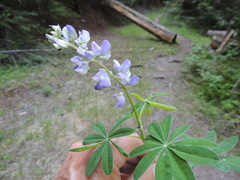 Lupinus arcticus