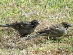 Chondestes grammacus
