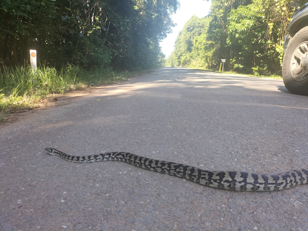 Carpet Python from Douglas, AU-QL, AU on August 6, 2022 at 02:48 PM by ...