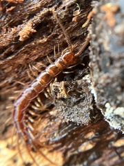 Lithobius forficatus