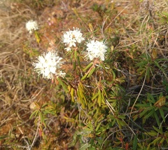 Rhododendron tomentosum