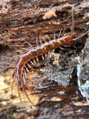 Lithobius forficatus