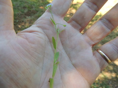 Myosotis laxa