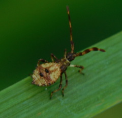 Coreus marginatus