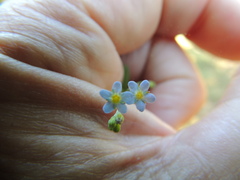Myosotis laxa