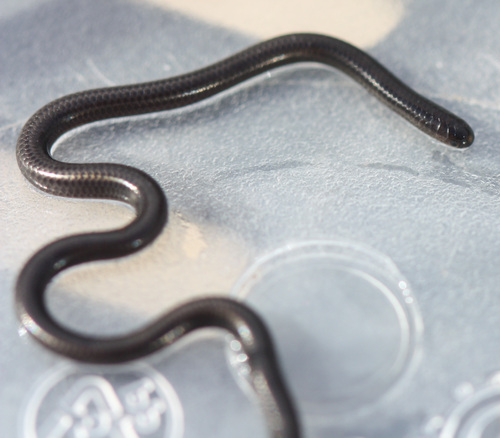 Taylor's Blind Snake