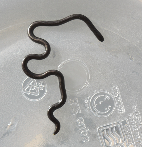 Taylor's Blind Snake