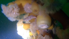 Tautogolabrus adspersus