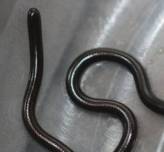 Epictia ater