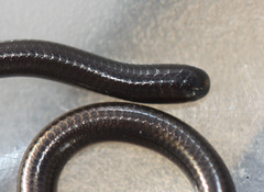 Epictia ater