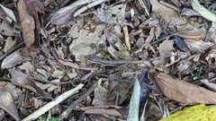 Anolis oxylophus