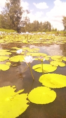 Nymphaea gigantea