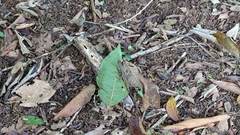 Anolis oxylophus
