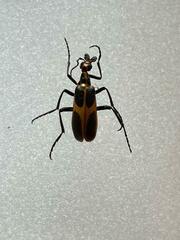 Pyrota obliquefascia