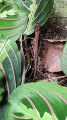 Anolis humilis