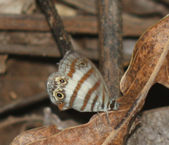 Euptychia