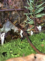 Xylaria hypoxylon