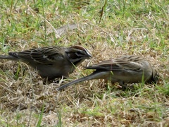 Chondestes grammacus