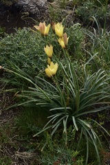 Zephyranthes araucana