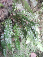 Asplenium ulbrichtii