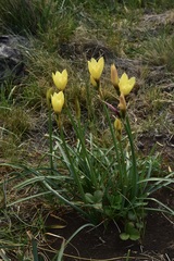 Zephyranthes araucana