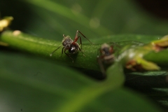 Camponotus textor