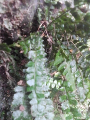 Asplenium ulbrichtii