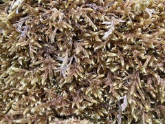 Hypnum cupressiforme lacunosum