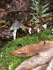 Xylaria hypoxylon