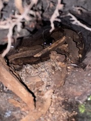 Aneides lugubris