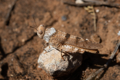 Qualetta maculata