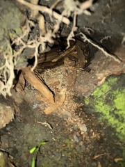 Aneides lugubris