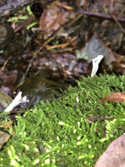 Xylaria hypoxylon