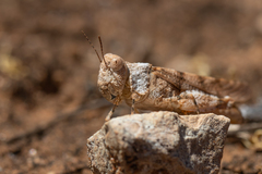 Qualetta maculata