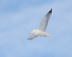 Larus argentatus